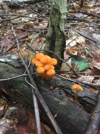 Mycena leaiana image