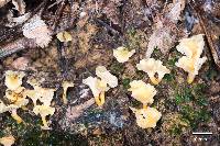 Cantharellus wellingtonensis image