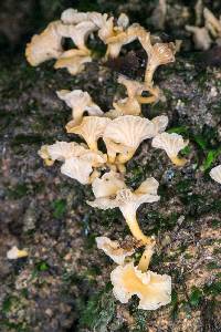 Cantharellus wellingtonensis image