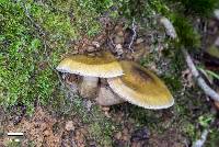 Tricholoma viridiolivaceum image