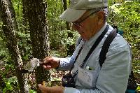 Ganoderma applanatum image