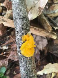 Tremella mesenterica image