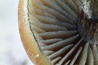 Psilocybe subaeruginosa image