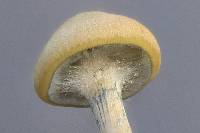 Psilocybe subaeruginosa image