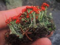 Cladonia cristatella image