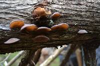 Auricularia auricula-judae image