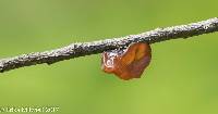 Tremella foliacea image