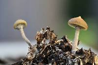 Psilocybe subaeruginosa image