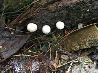 Marasmius rotula image