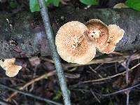 Polyporus arcularius image