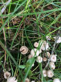 Marasmius rotula image