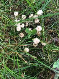 Marasmius rotula image