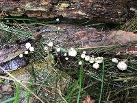 Marasmius rotula image