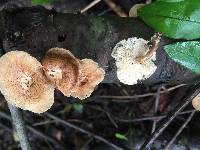 Polyporus arcularius image