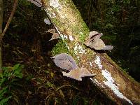 Auricularia cornea image