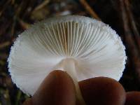 Macrolepiota clelandii image