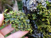 Pseudocyphellaria aurata image