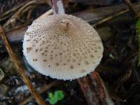 Macrolepiota clelandii image