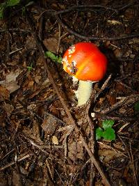 Amanita muscaria image