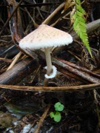 Macrolepiota clelandii image