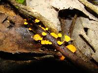 Favolaschia calocera image