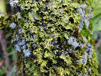 Pseudocyphellaria aurata image