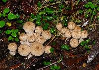 Lycoperdon perlatum image