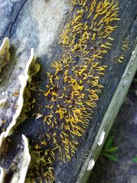 Calocera cornea image