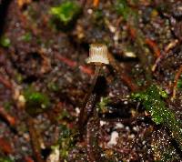 Mycena mamaku image