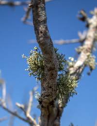 Usnea strigosa image