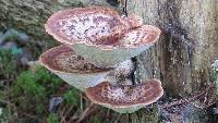 Polyporus squamosus image