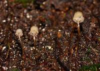 Mycena mamaku image