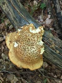 Polyporus squamosus image