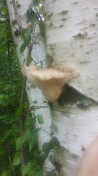 Pleurotus ostreatus image