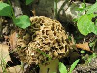 Morchella americana image