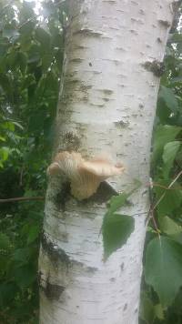 Pleurotus ostreatus image