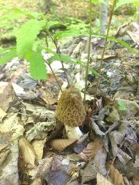 Morchella americana image