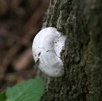 Ganoderma applanatum image