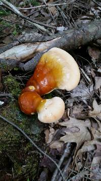 Ganoderma tsugae image