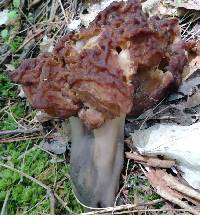 Gyromitra esculenta image