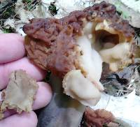 Gyromitra esculenta image