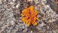 Xanthoria parietina var. parietina image