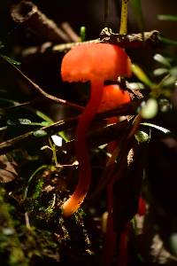 Hygrocybe cantharellus image