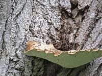 Polyporus squamosus image
