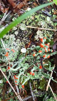 Cladonia cristatella image