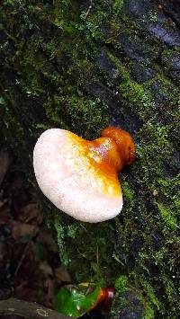 Ganoderma tsugae image