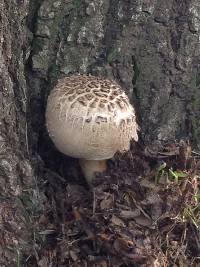 Agaricus xanthodermus image