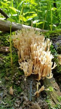 Artomyces pyxidatus image