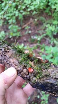 Scutellinia scutellata image