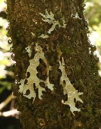 Lobaria pulmonaria image